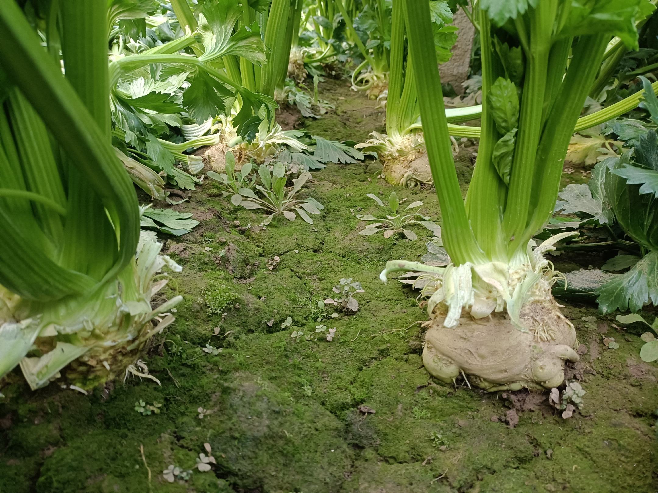 图中展示了芹菜茎、叶、根三部分的含钾量柱状图对比,清晰展示各部位钾含量差异 芹菜各部位含钾量对比图