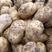 优质荷兰十五土豆常年大量供应对接市场商超电商