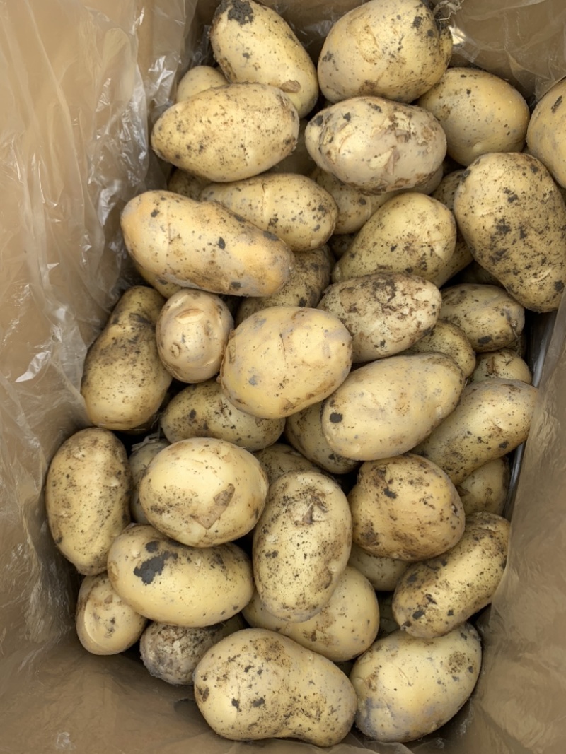 优质荷兰十五土豆常年大量供应对接市场商超电商