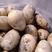 优质荷兰十五土豆常年大量供应对接市场商超电商