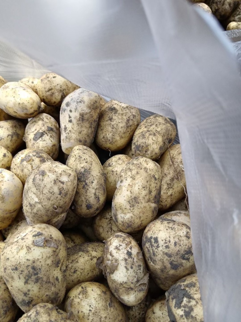 优质荷兰十五土豆常年大量供应对接市场商超电商