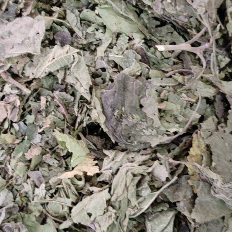 桑叶，冬桑叶，天然无硫大货供应
