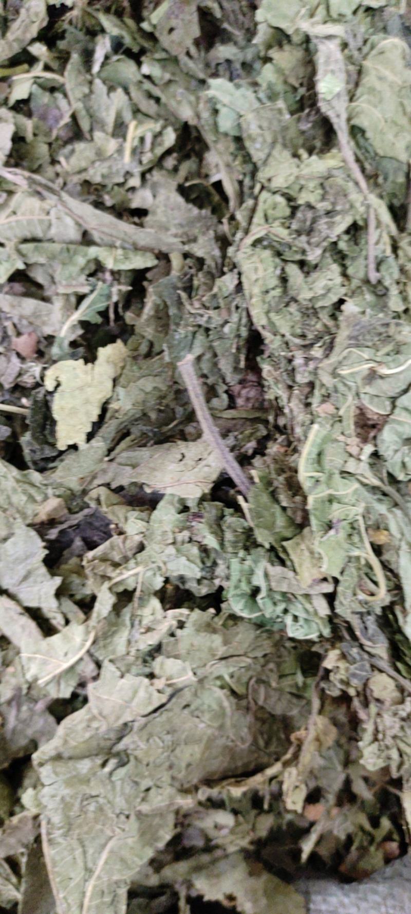 桑叶，冬桑叶，天然无硫大货供应
