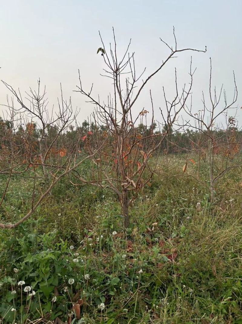 【推荐】阳丰柿子树产地一手货源品种齐全量大欢迎联系