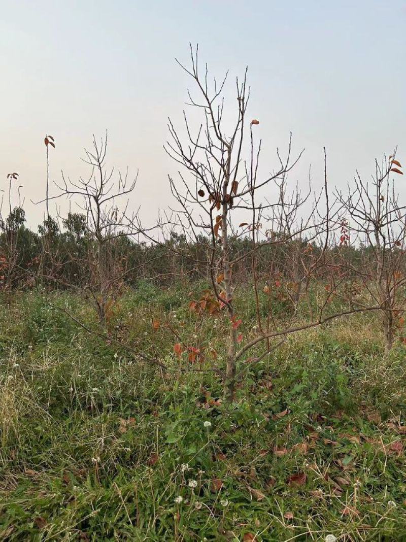 【推荐】阳丰柿子树产地一手货源品种齐全量大欢迎联系