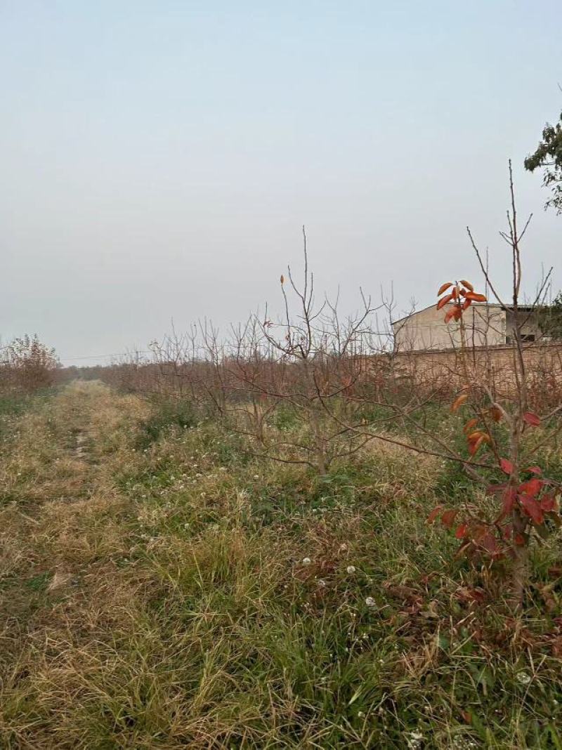 【推荐】阳丰柿子树产地一手货源品种齐全量大欢迎联系