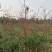 【推荐】阳丰柿子树产地一手货源品种齐全量大欢迎联系