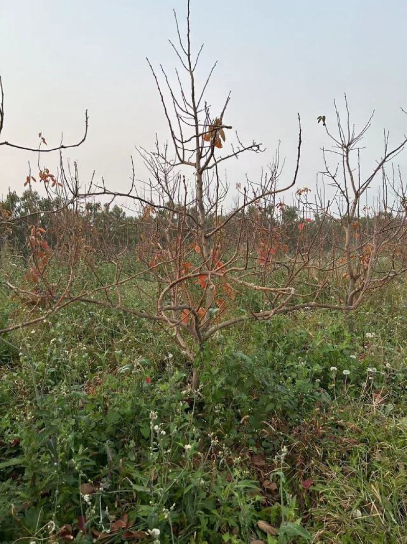 【推荐】阳丰柿子树产地一手货源品种齐全量大欢迎联系