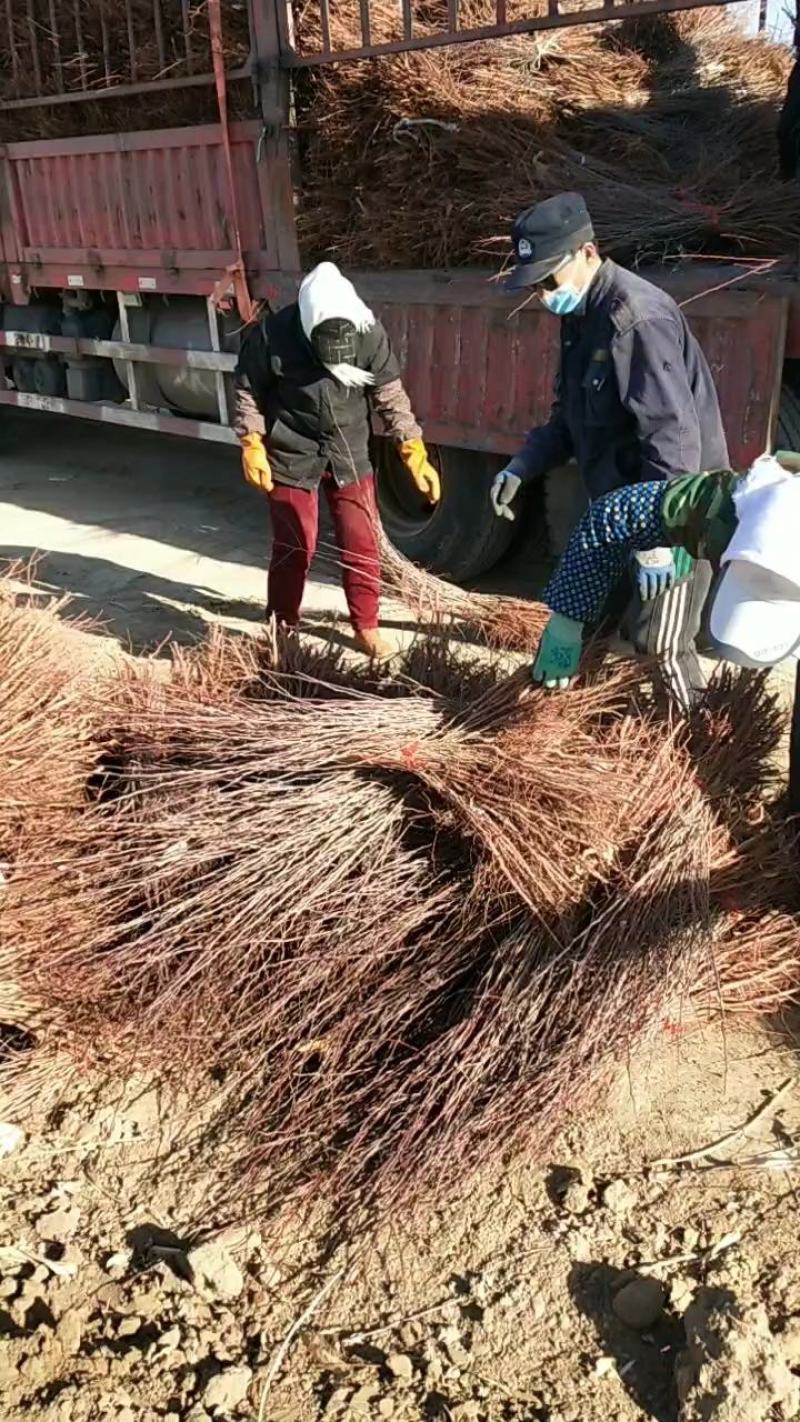 一年生杏树苗，苗高30至90公分，圃地直供。