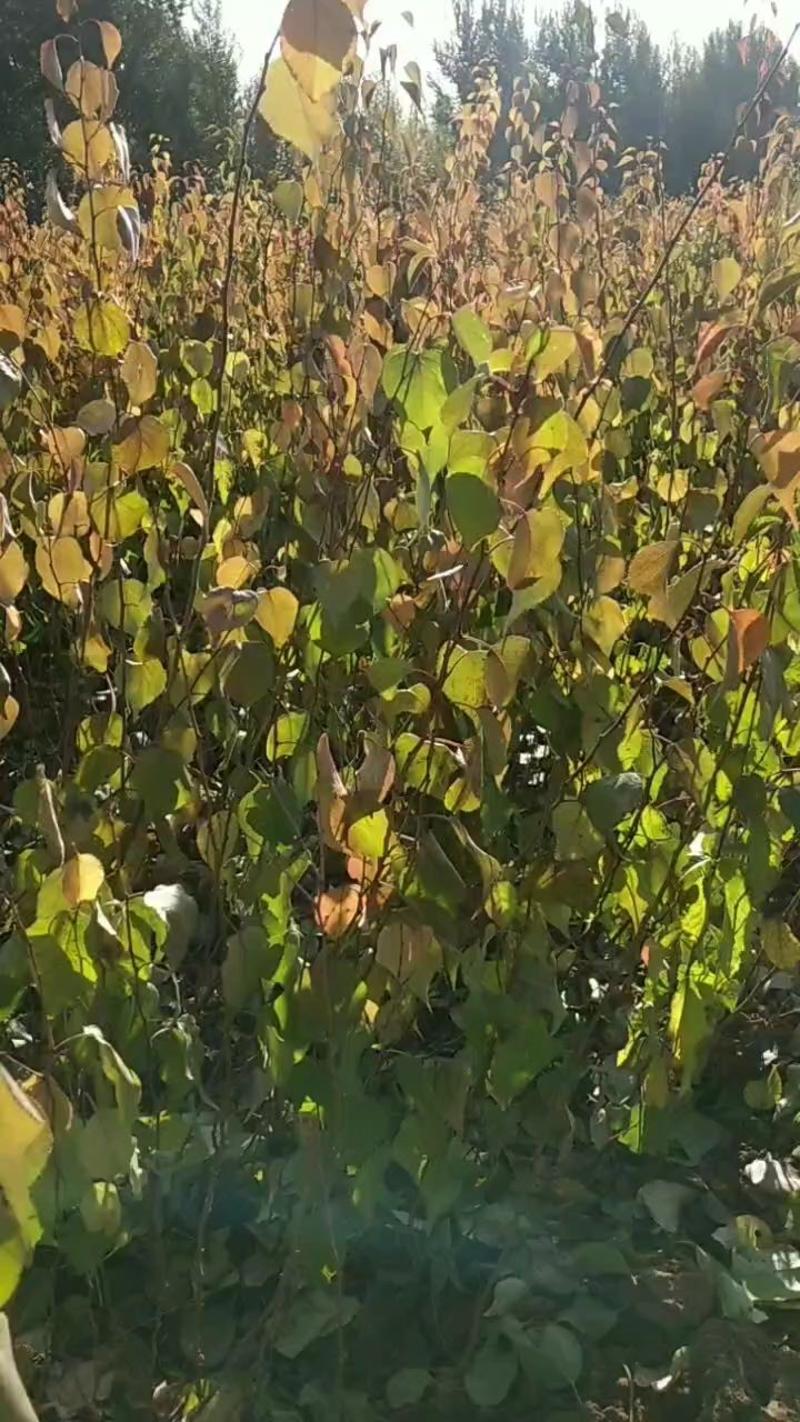 一年生杏树苗，苗高30至90公分，圃地直供。