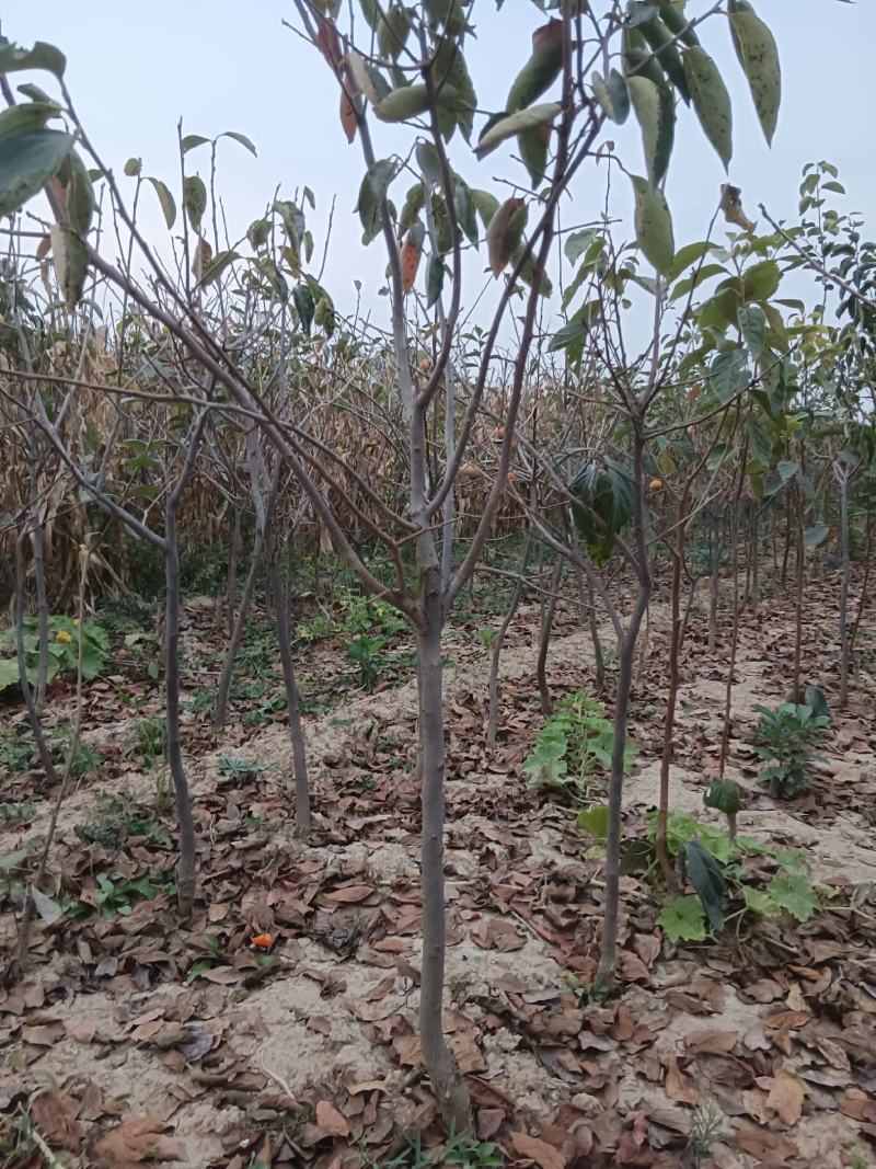 【推荐】阳丰柿子树产地一手货源品种齐全量大欢迎联系