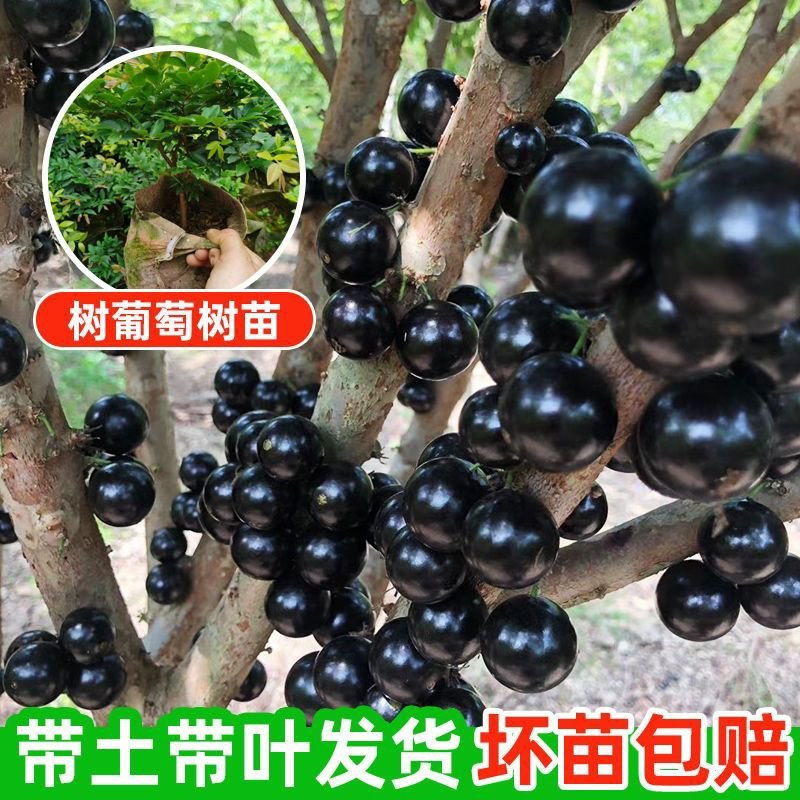 嘉宝果树苗正宗树葡萄四季嘉宝果苗南北方可种植带土带叶