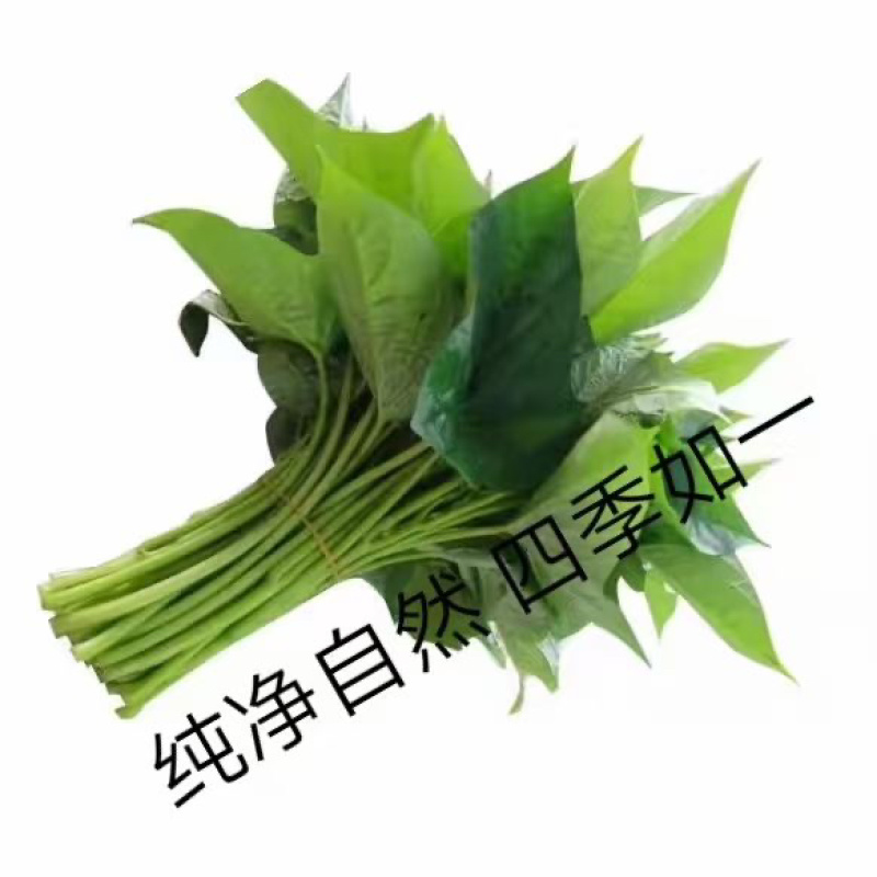 红薯叶种苗地瓜叶种苗海南基地直发航空发货