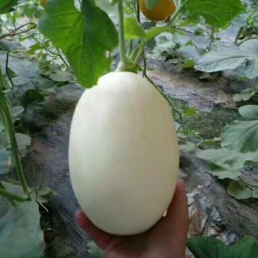 翠梨甜瓜苗翠梨甜瓜嫁接苗直播苗免费技术指导包回收