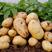 云南精品土豆，902黄皮洋芋货源充足大量现货上市