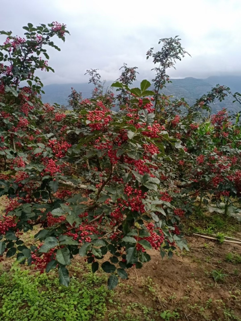 陕西渭南花椒大红袍花椒产地一手货源价格便宜