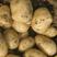 希森土豆，洋芋云南基地发货大量现货上市中，欢迎订购