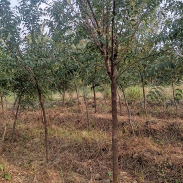 【大量】文冠果苗，基地发货，货源充足，规格齐全，欢迎来电咨询