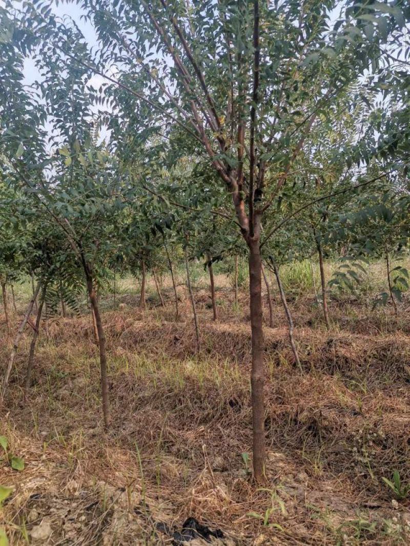 【大量】文冠果苗，基地发货，货源充足，规格齐全，欢迎来电咨询