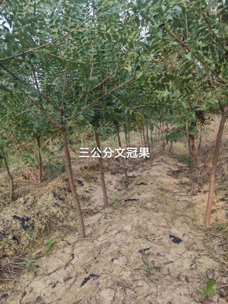 【大量】文冠果苗，基地发货，货源充足，规格齐全，欢迎来电咨询