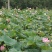 精品三节红花莲藕种苗太空莲36号