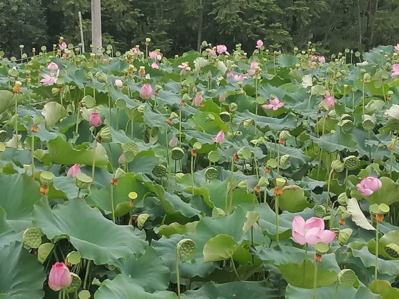 精品三节红花莲藕种苗太空莲36号