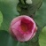 精品三节红花莲藕种苗太空莲36号