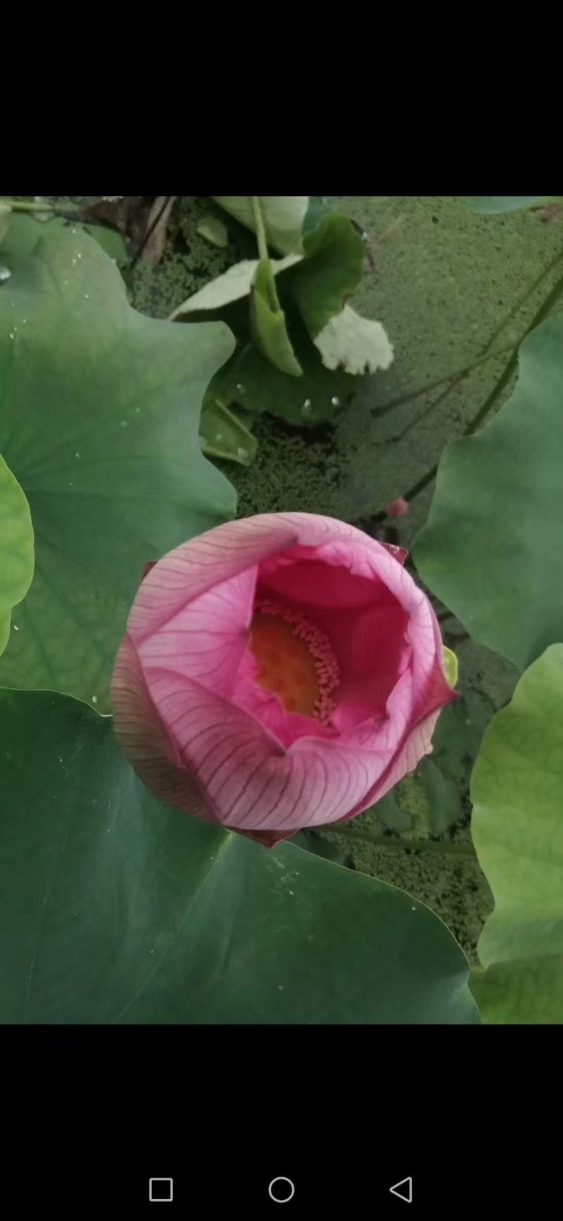 精品三节红花莲藕种苗太空莲36号