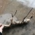精品三节红花莲藕种苗太空莲36号