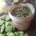 精品三节红花莲藕种苗太空莲36号