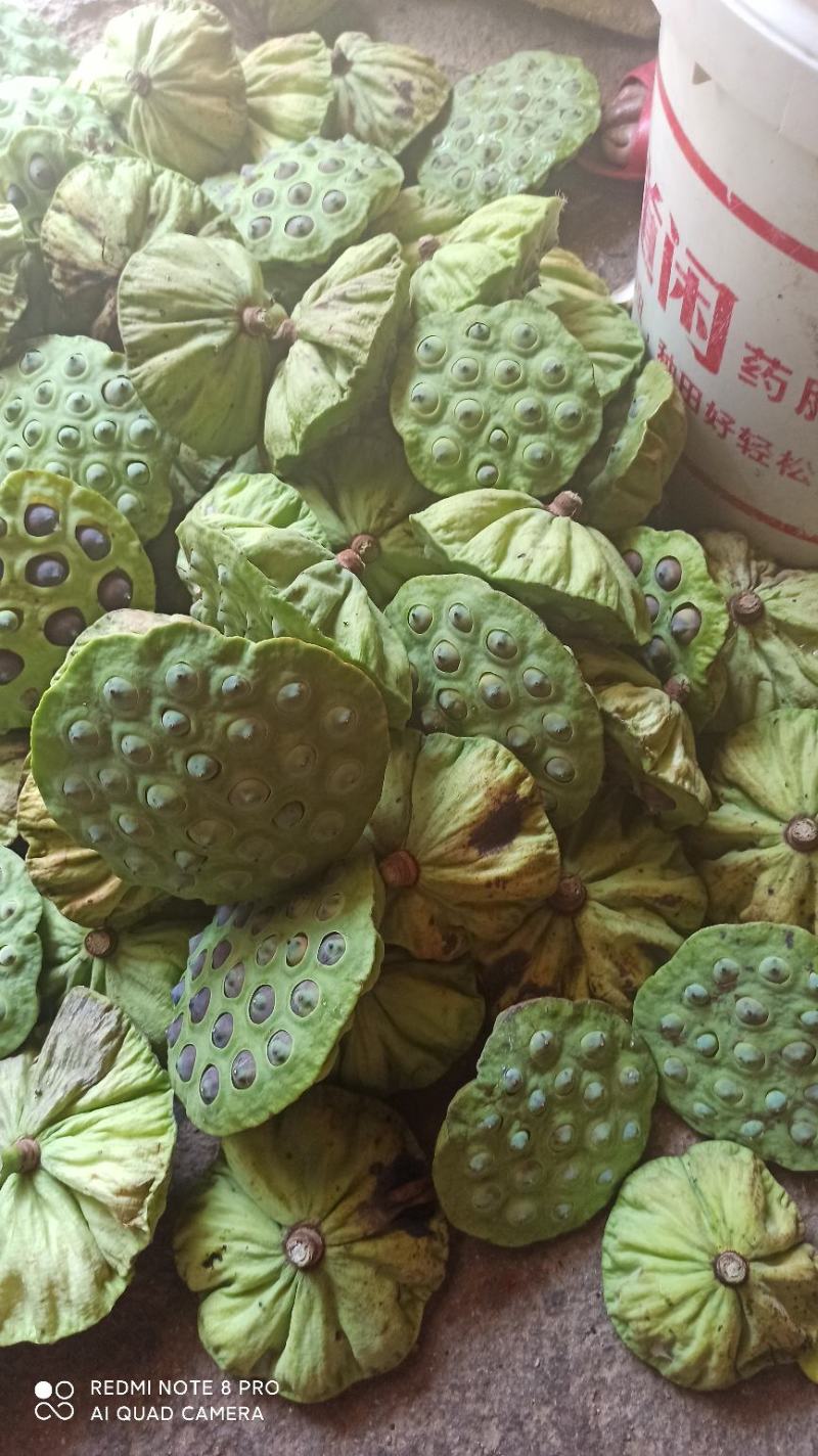 精品三节红花莲藕种苗太空莲36号