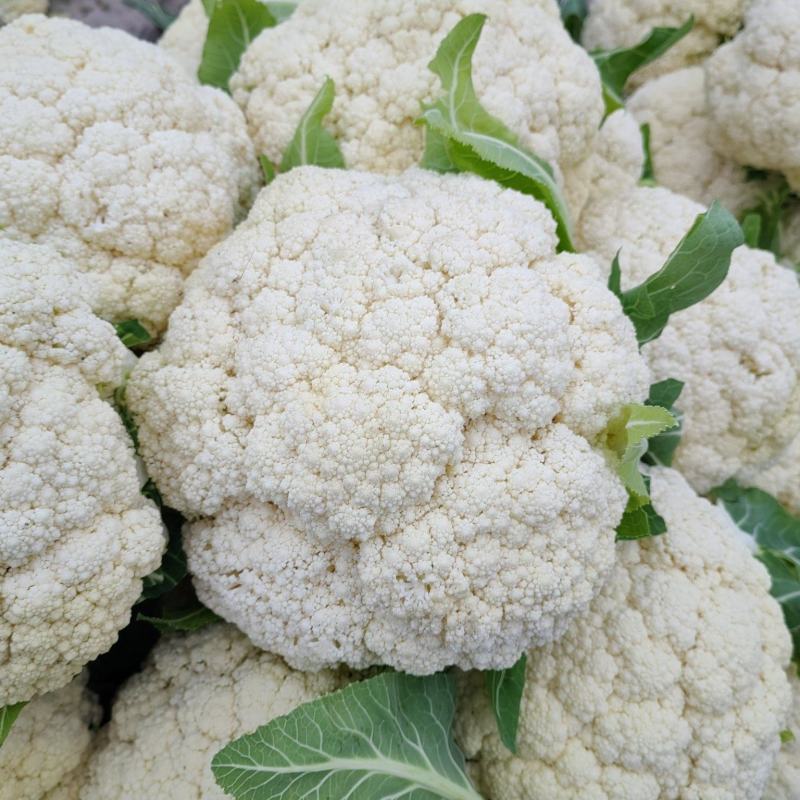 青梗白面有机花菜新鲜货质量保证货量大全国接单