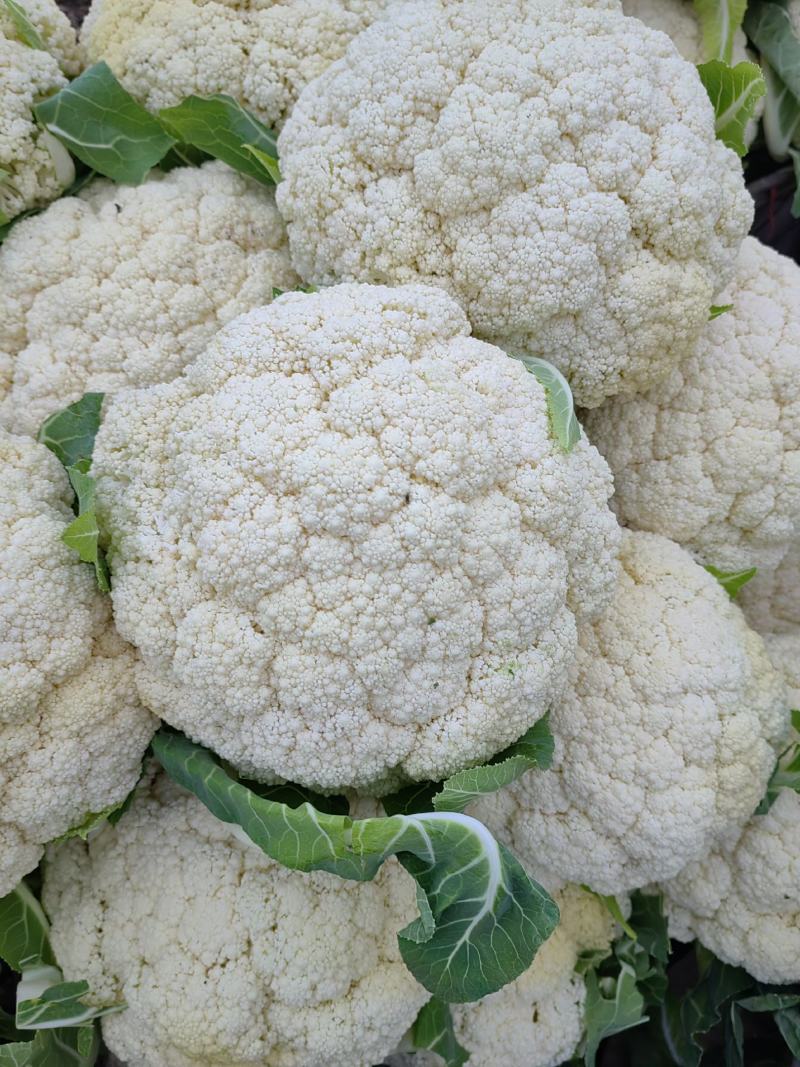 青梗白面有机花菜新鲜货质量保证货量大全国接单