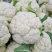 青梗白面有机花菜新鲜货质量保证货量大全国接单