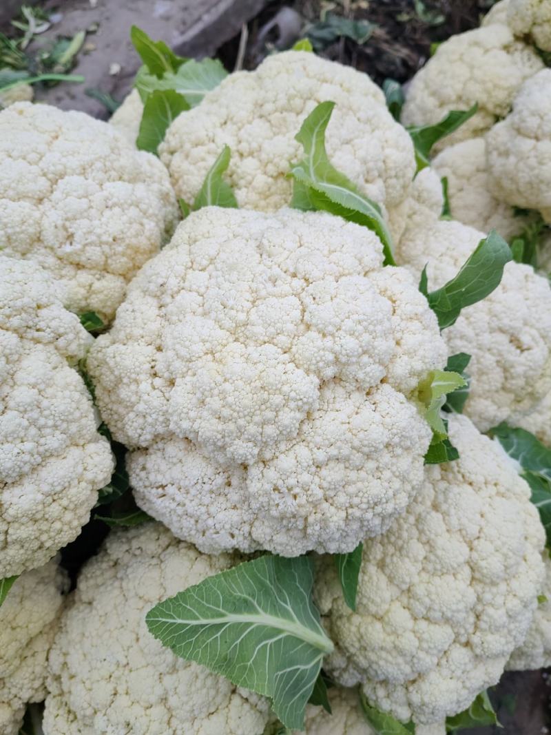 青梗白面有机花菜新鲜货质量保证货量大全国接单