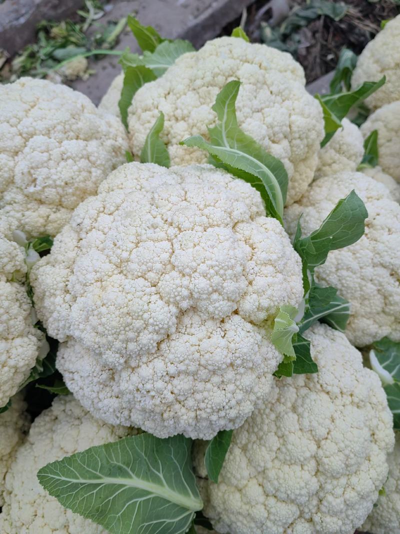 青梗白面有机花菜新鲜货质量保证货量大全国接单