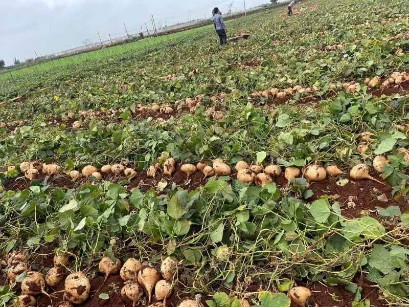 湛江徐闻凉薯、稳定一手货源、无中间商、按需分拣。