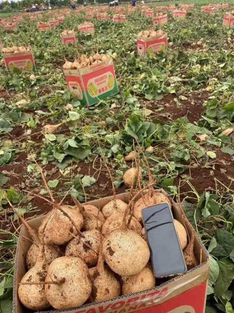 湛江徐闻凉薯、稳定一手货源、无中间商、按需分拣。