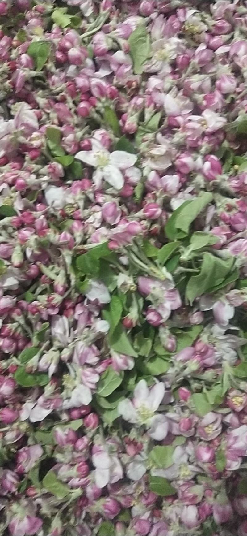 活性苹果花粉