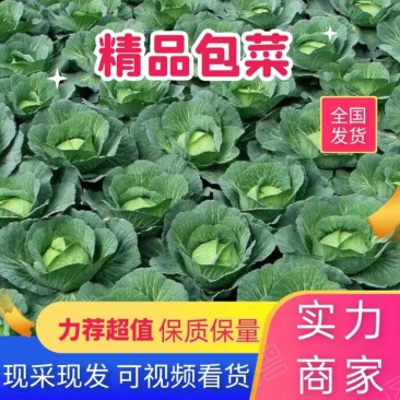 陕西莲花白、包菜圆包菜扁包菜甘蓝代发全国