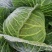 陕西莲花白、包菜圆包菜扁包菜甘蓝代发全国