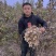 菊芋洋姜干洋姜片洋姜切片，洋姜干出口品质
