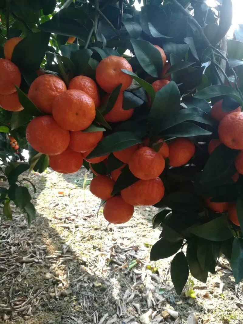 新鲜水果