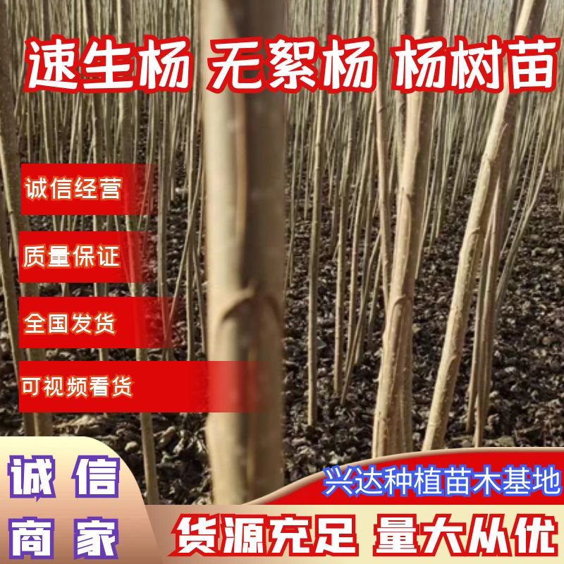 107速生杨树苗，杨树苗基地直销，规格齐全，现挖现发货