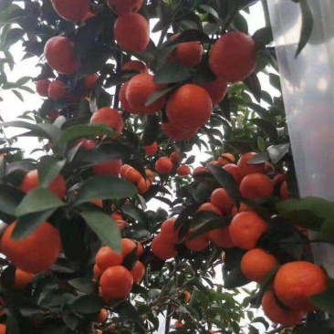 新鲜水果