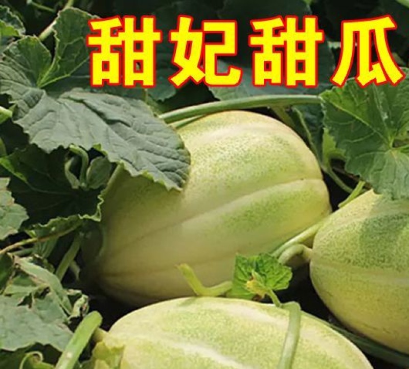金妃香瓜苗黄金妃香瓜嫁接苗直播苗免费技术指导包回收