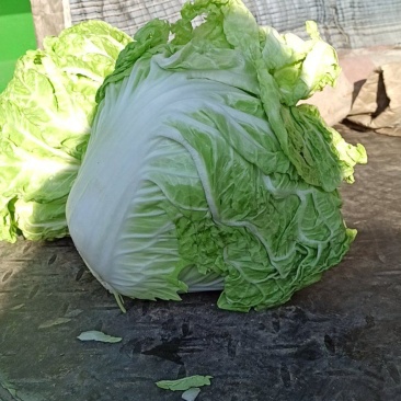 新乡小包白菜大量出库中。圆头青稞大白菜品质好。