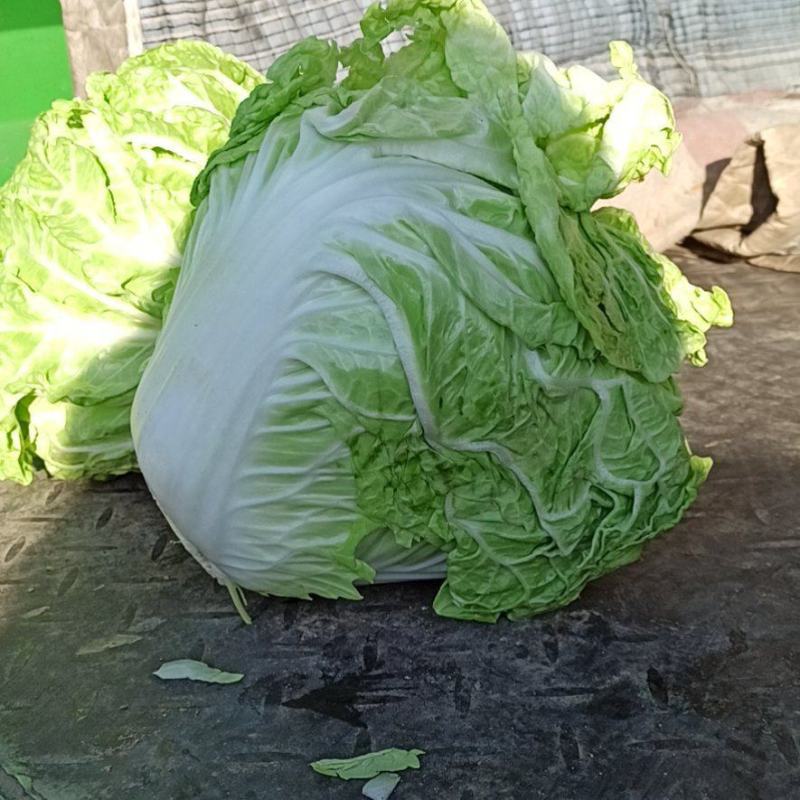 新乡小包白菜大量出库中。圆头青稞大白菜品质好。