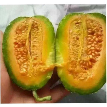 芝麻蜜甜瓜苗芝麻蜜甜瓜嫁接苗直播苗免费技术指导包回收