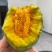 芝麻蜜甜瓜苗芝麻蜜甜瓜嫁接苗直播苗免费技术指导包回收